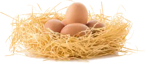Skladování Vajec